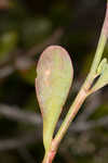 Largeleaf jointweed